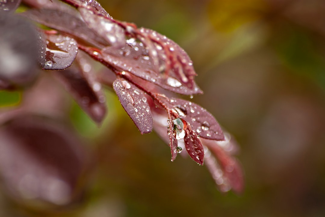 red plant