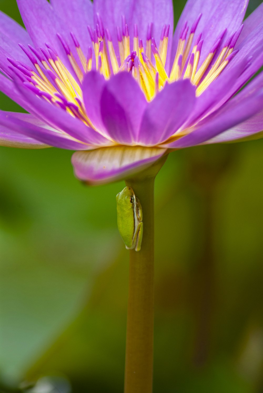 selective focus photo of purple-petaled flower