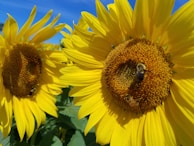 Bees flying in formation over a field of blooming sunflowers under a clear blue sky.