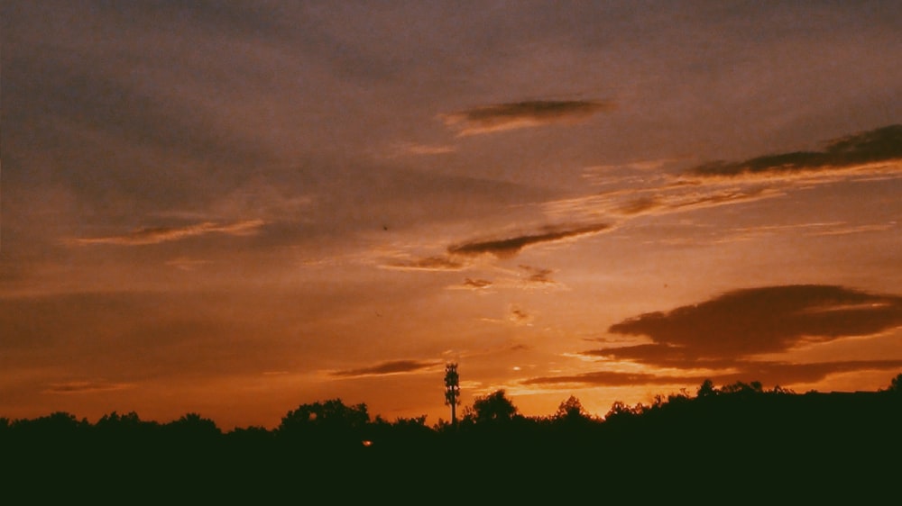 silhouette of trees during golden hour