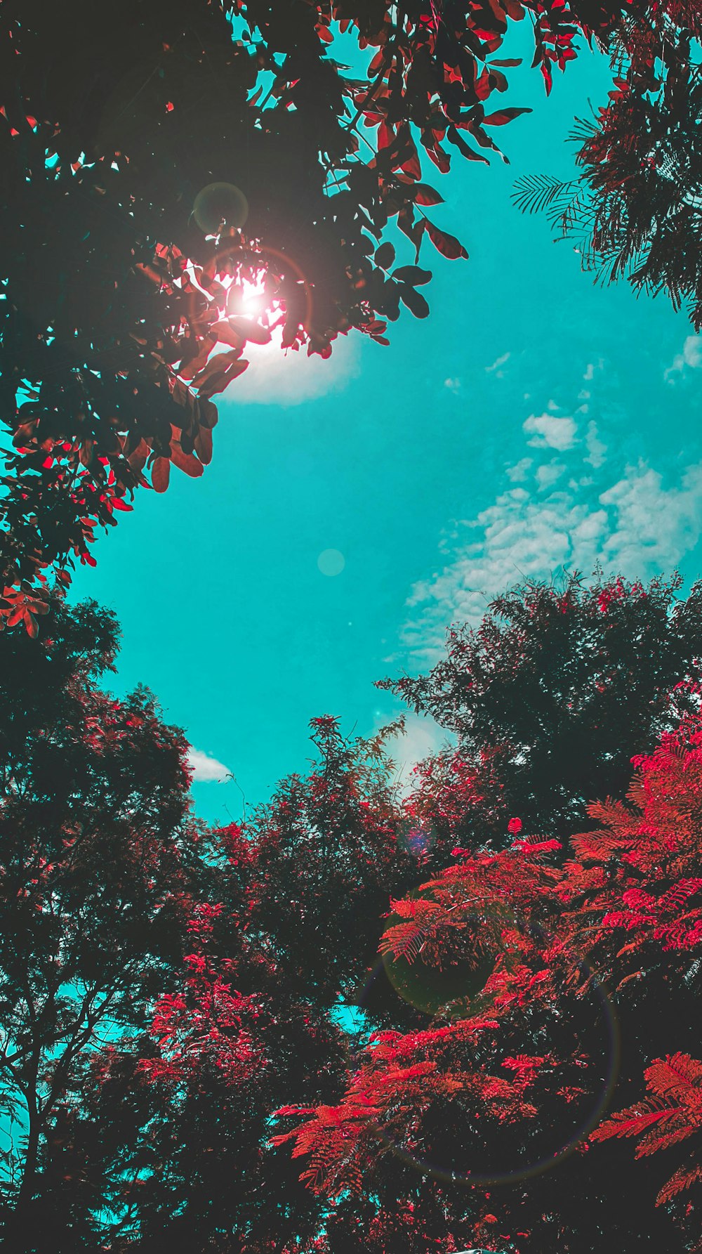 green and red trees under blue sky at daytime