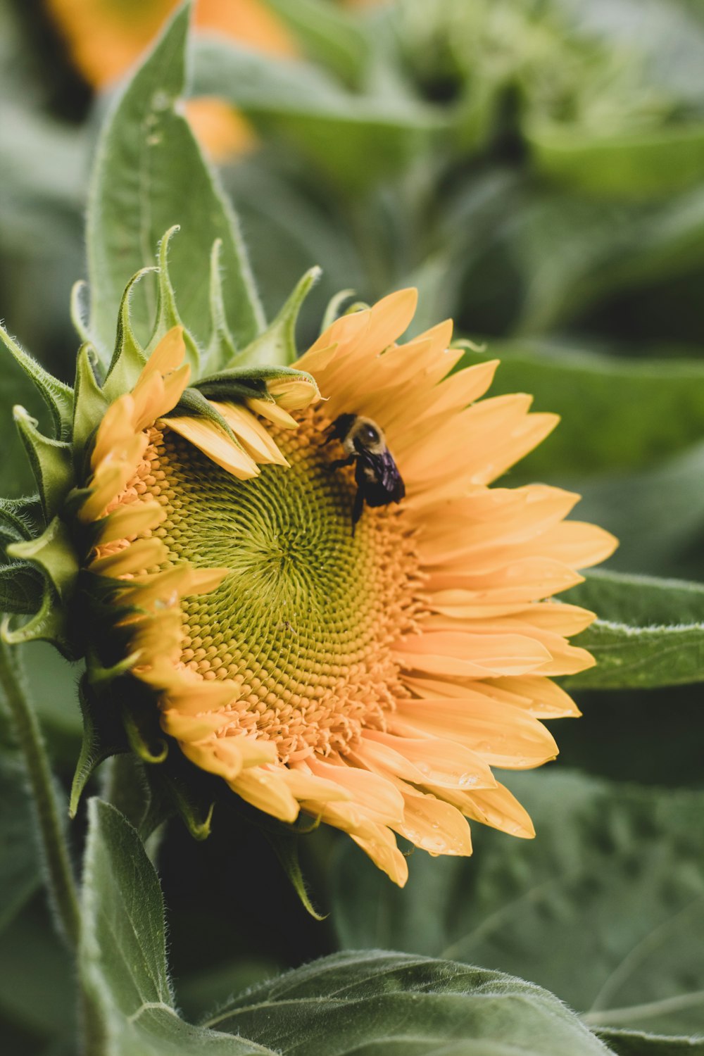 yellow sunflower macro photography