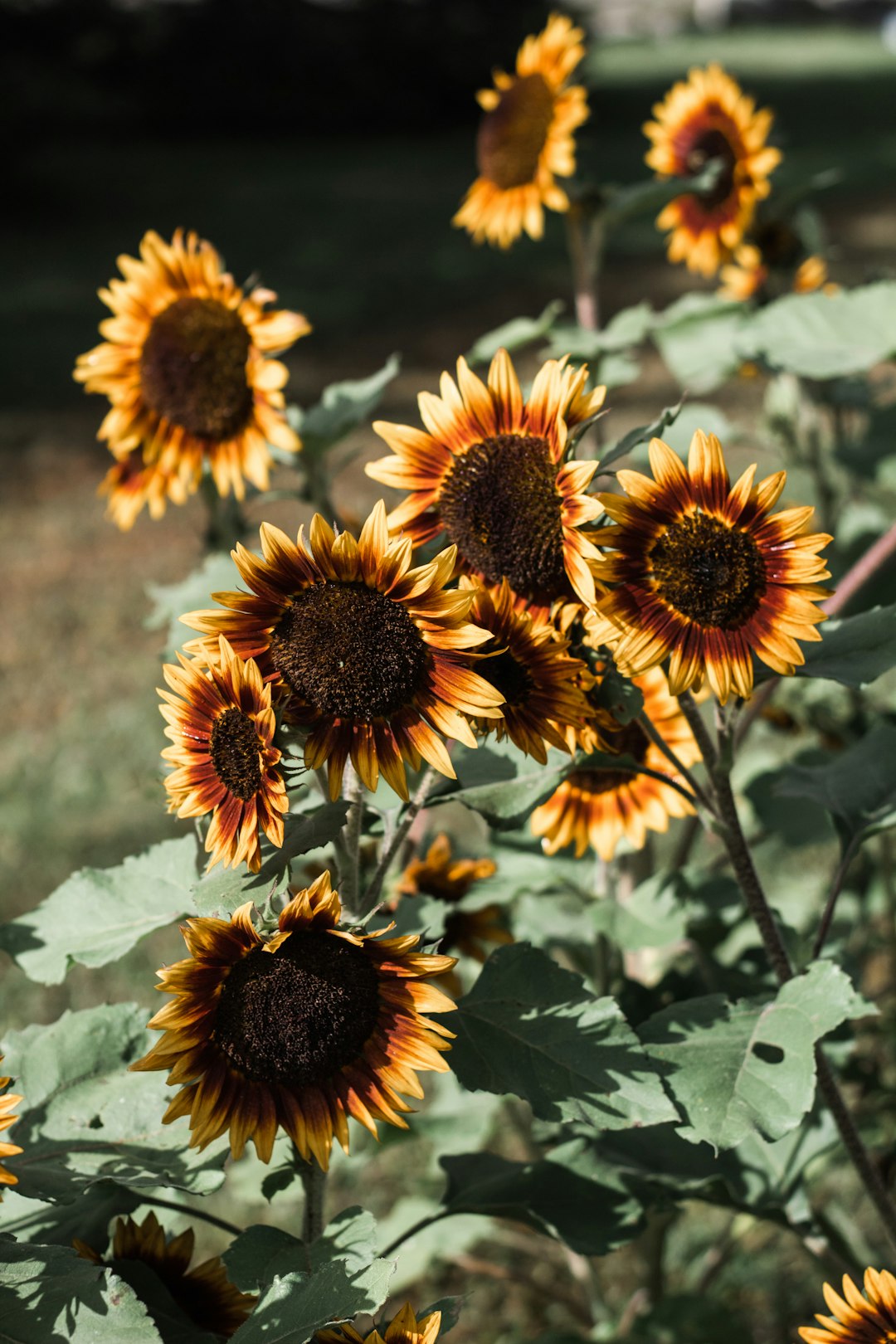 yellow-and-black sunflowers during day