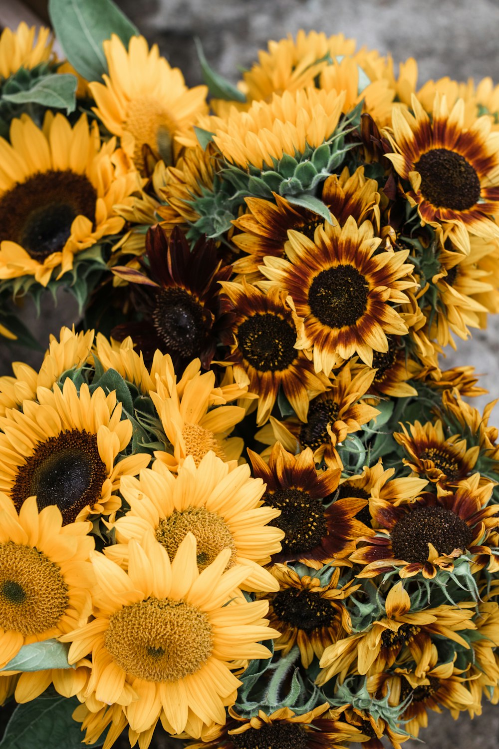 macro photography of yellow sunflowers