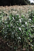 Rows of flourishing corn plants swaying gently in the breeze on a sunny day.