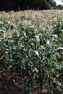 Rows of healthy green maize plants growing under the Amazon sun.
