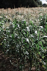 Farm workers inspecting rows of growing corn plants.