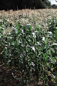 Group of farmers inspecting healthy corn plants in a field.