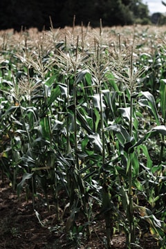 Farm workers inspecting rows of growing corn plants.
