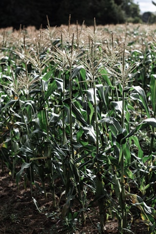 Farmers inspecting healthy corn plants in a field during the day.