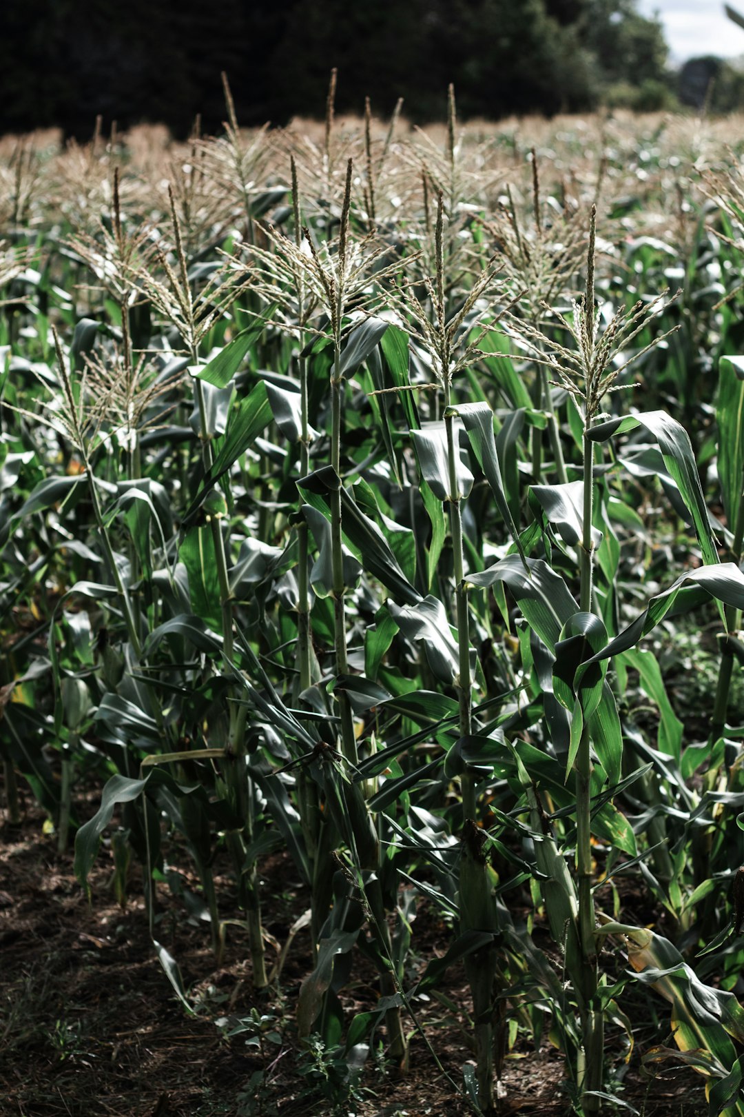 macro photography of green corn field