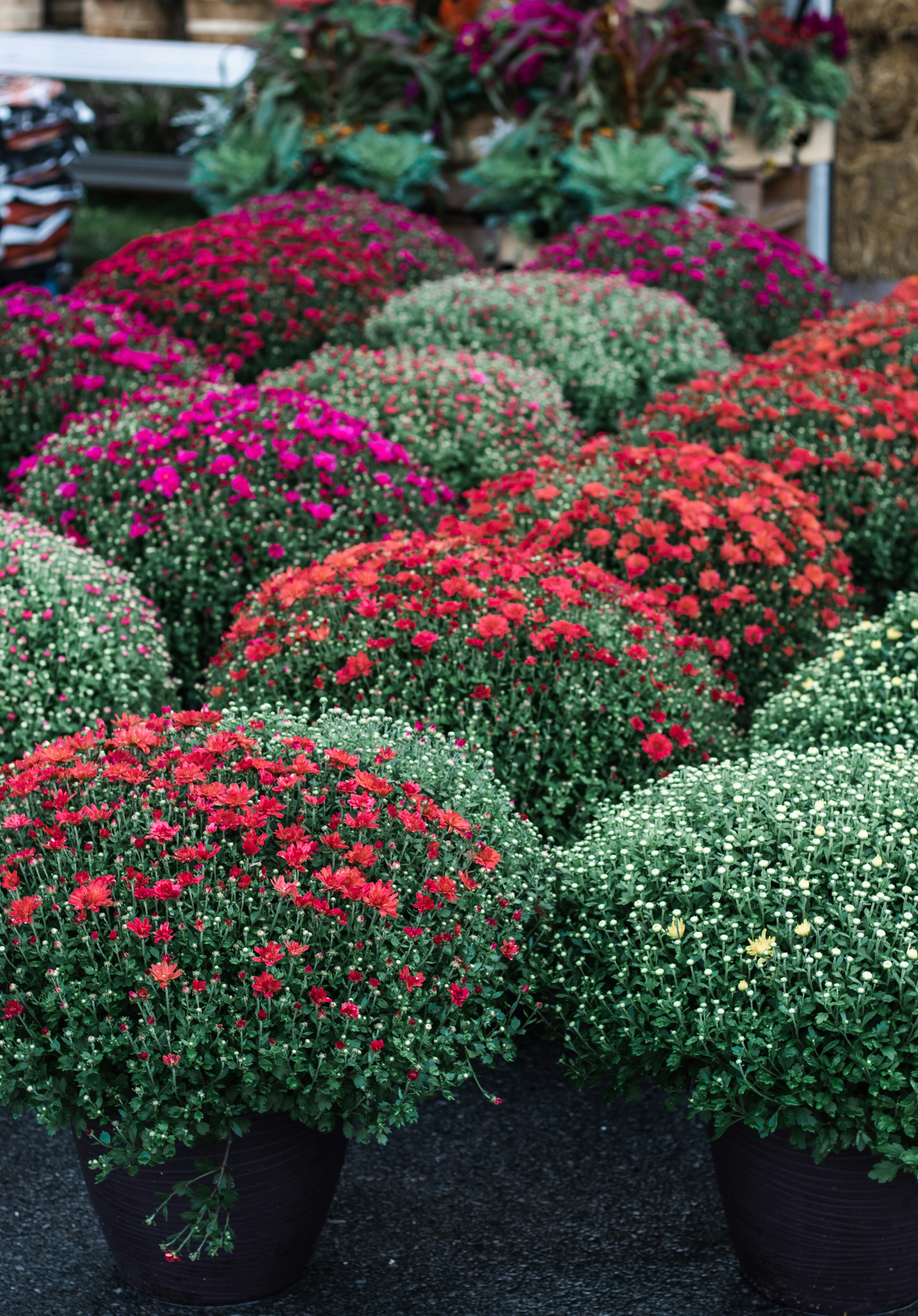 seasonal color palettes, wallpaper, Color Mixing Tips: Seasonal Palette Guide 5