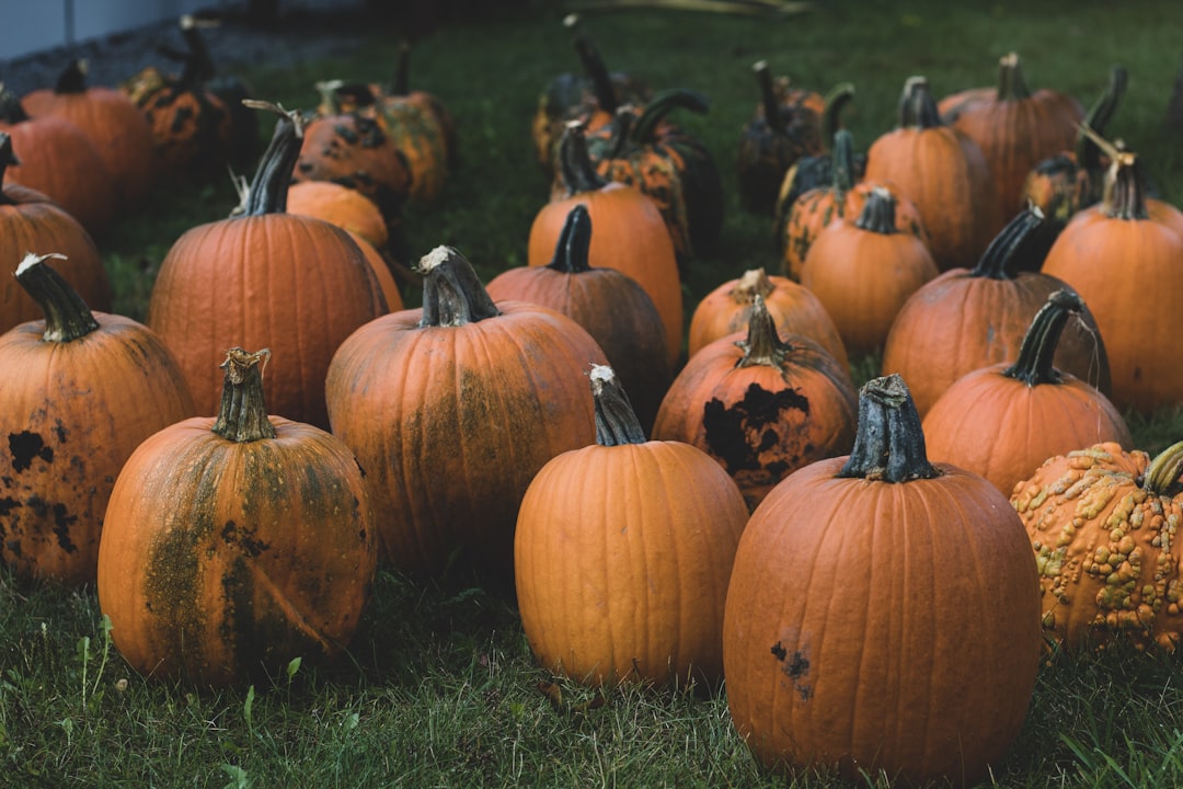 pumpkins on grass during day