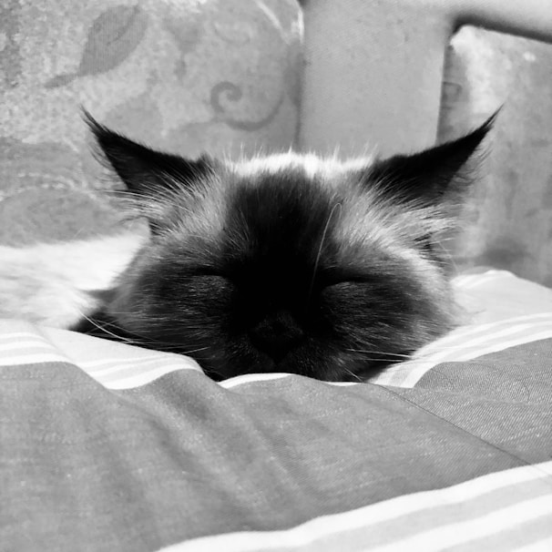 A cat is sleeping peacefully on a striped pillow. Its eyes are closed, and the ears are slightly perked up, indicating relaxation. The background features a soft, patterned surface, such as a couch or blanket.