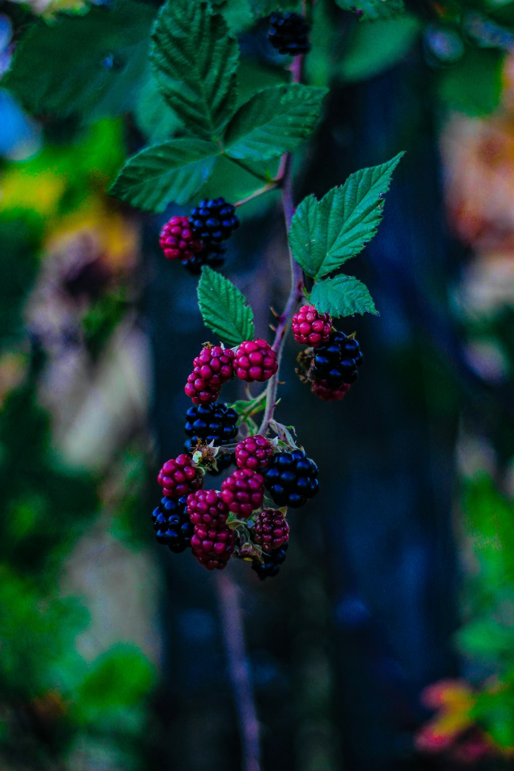 red and blue fruits on selective focus photography