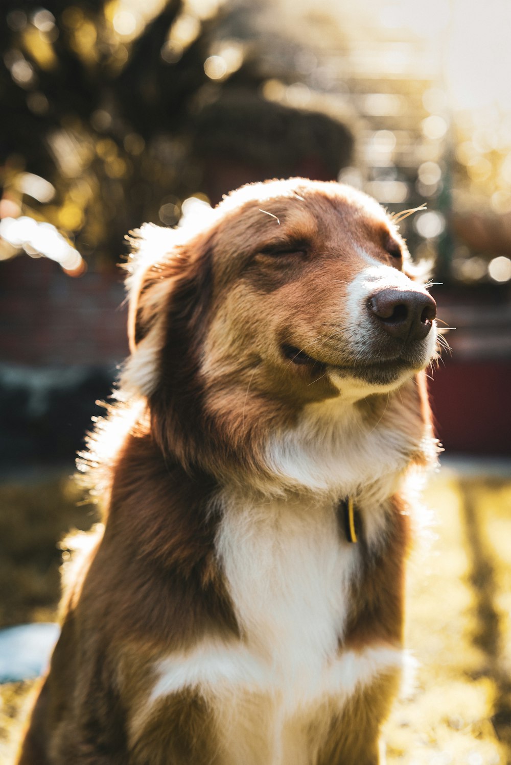 short-coated tan and white dog close-up photography