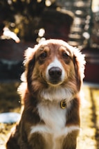 A warm photo of a happy dog looking directly at the camera with soft natural light.