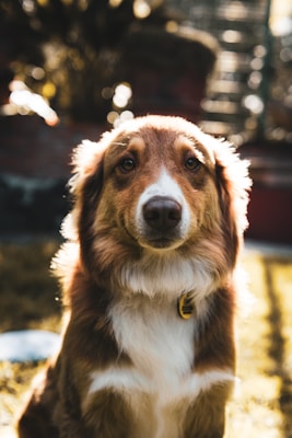 A brown and white dog with a fluffy coat, looking directly at the camera. The sunlight creates a warm glow around the dog's fur, highlighting its facial features. The background is blurred, with hints of foliage and bokeh effects, contributing to a serene atmosphere.
