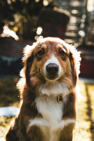 A brown and white dog with a fluffy coat, looking directly at the camera. The sunlight creates a warm glow around the dog's fur, highlighting its facial features. The background is blurred, with hints of foliage and bokeh effects, contributing to a serene atmosphere.