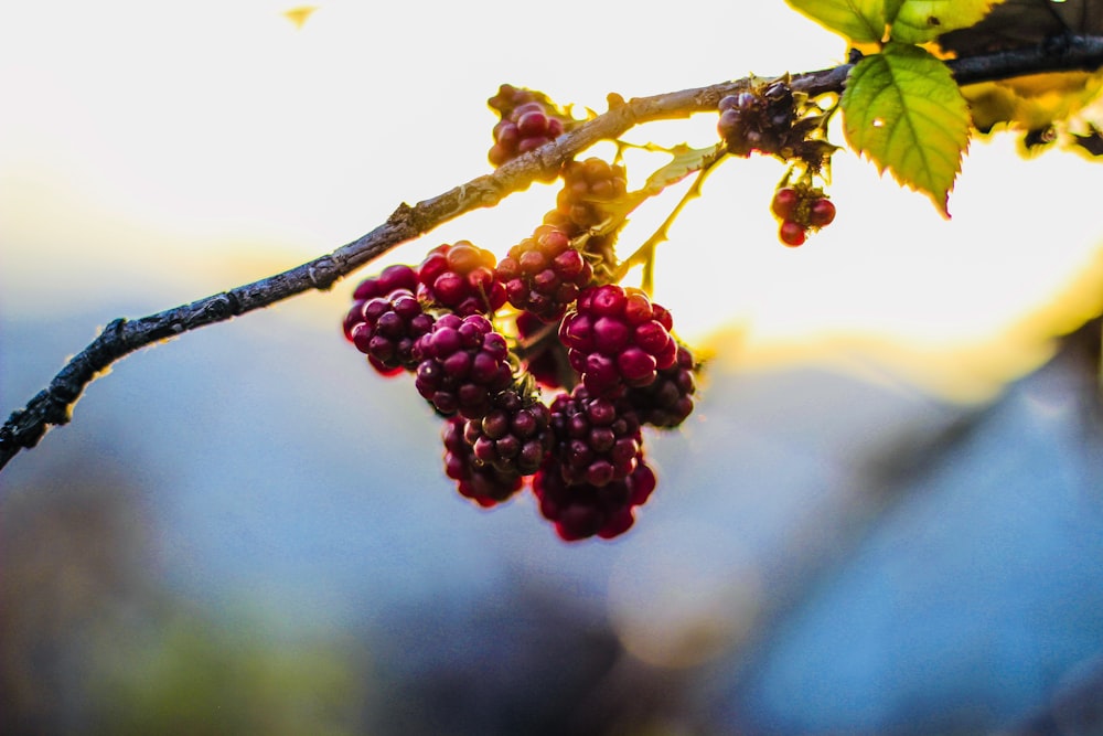 selective focus photo of berries