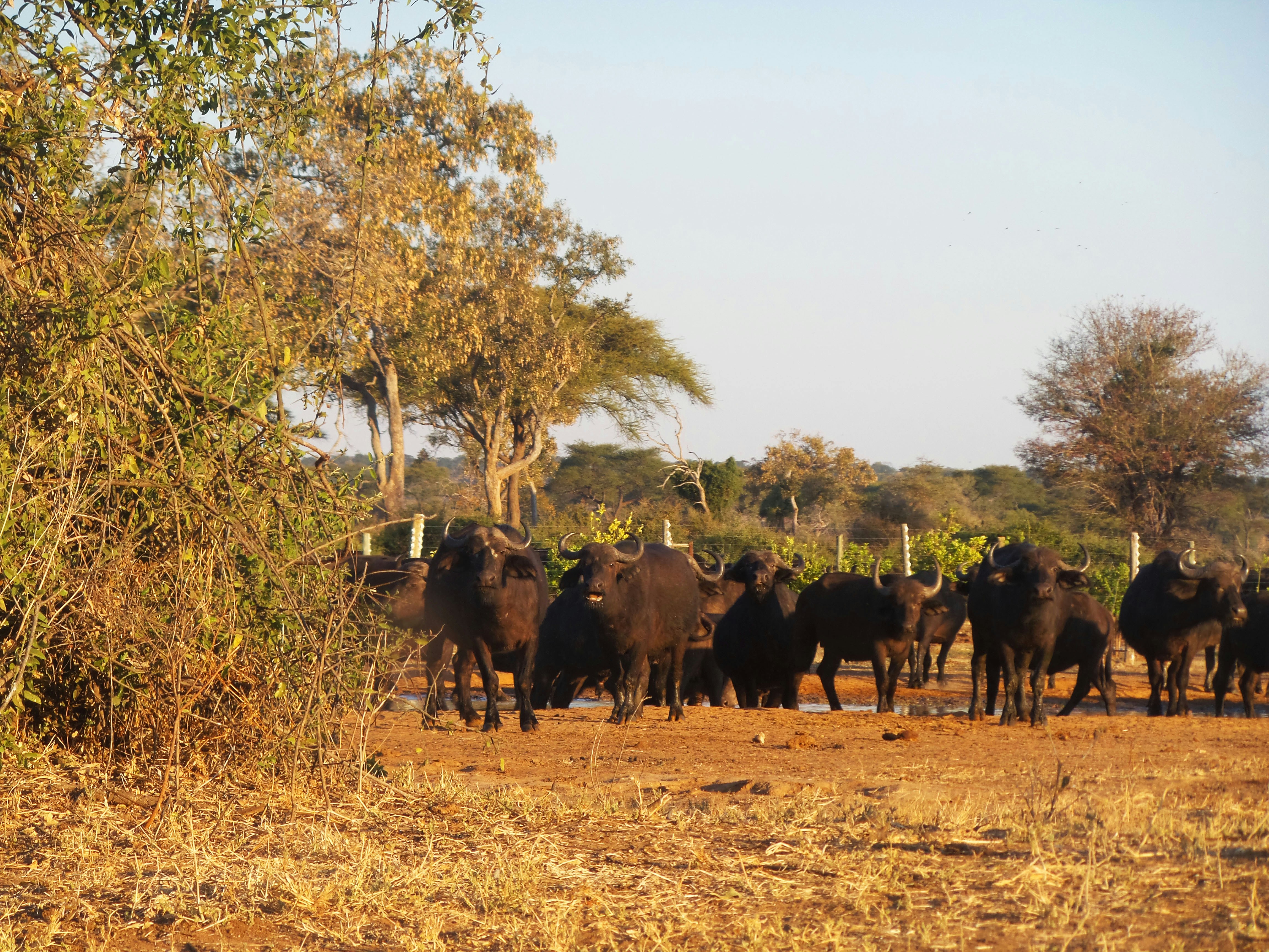 Cape buffalo herd drinking at a waterhole at sunset in Hwange National Park