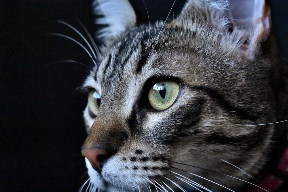 close-up photography of gray cat
