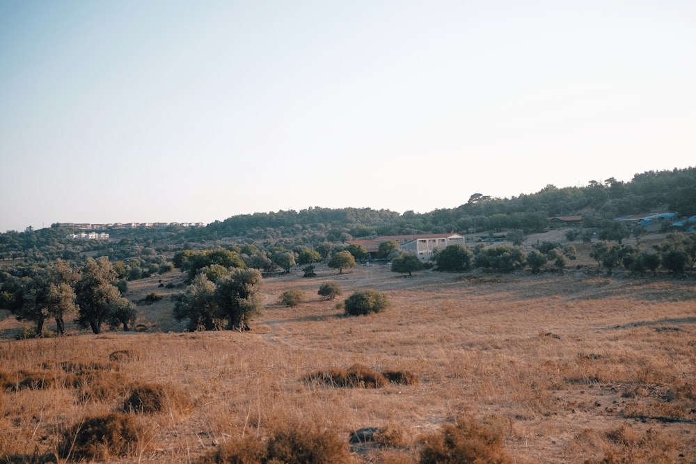 brown grass at daytime