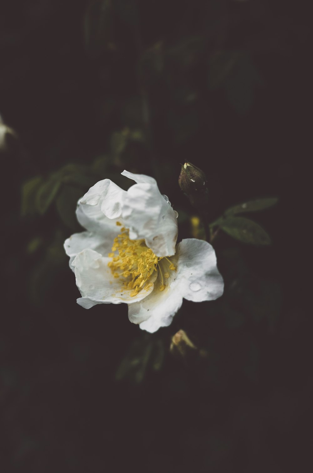 white and yellow flower