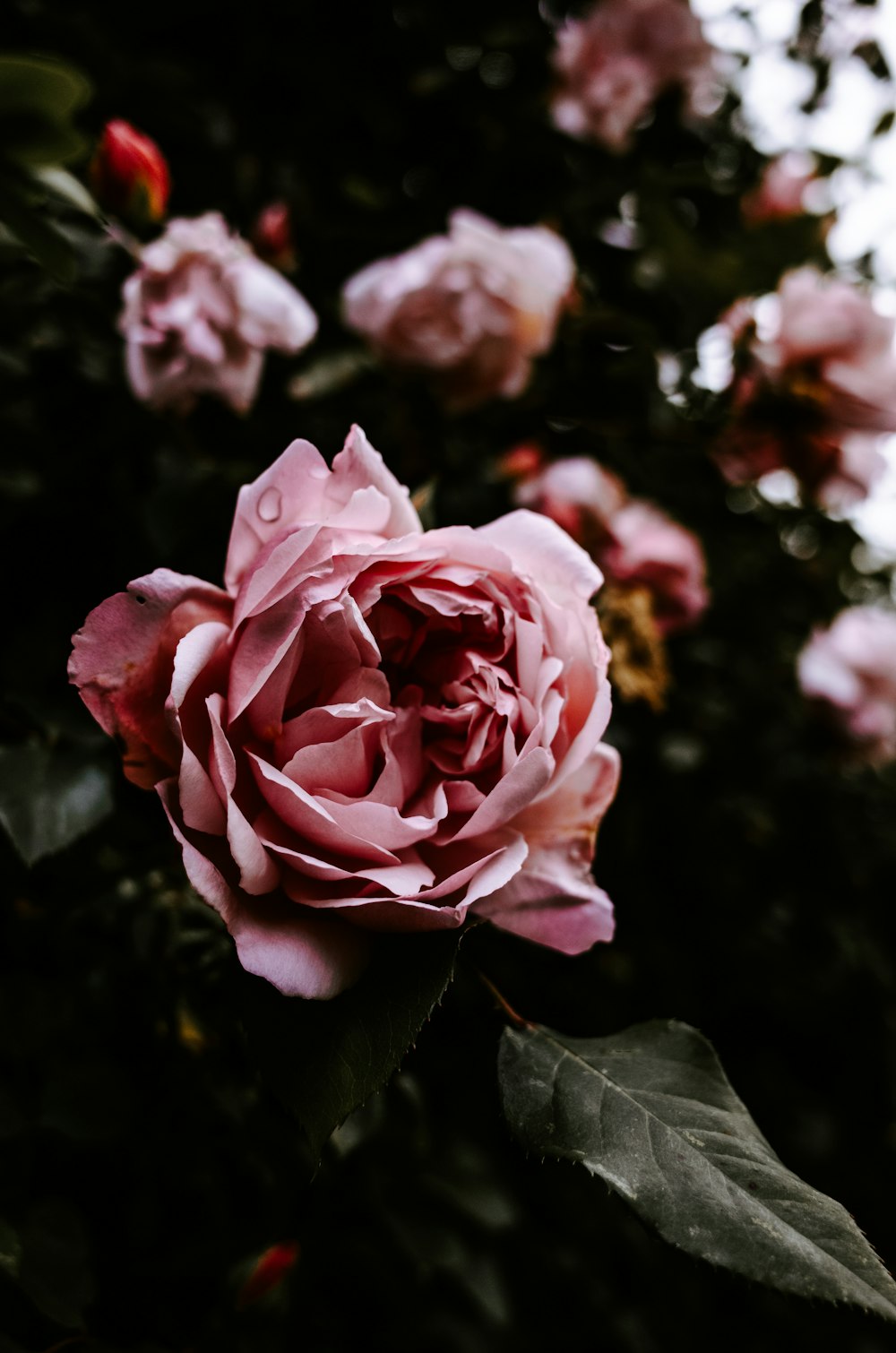 pink petaled flower plants