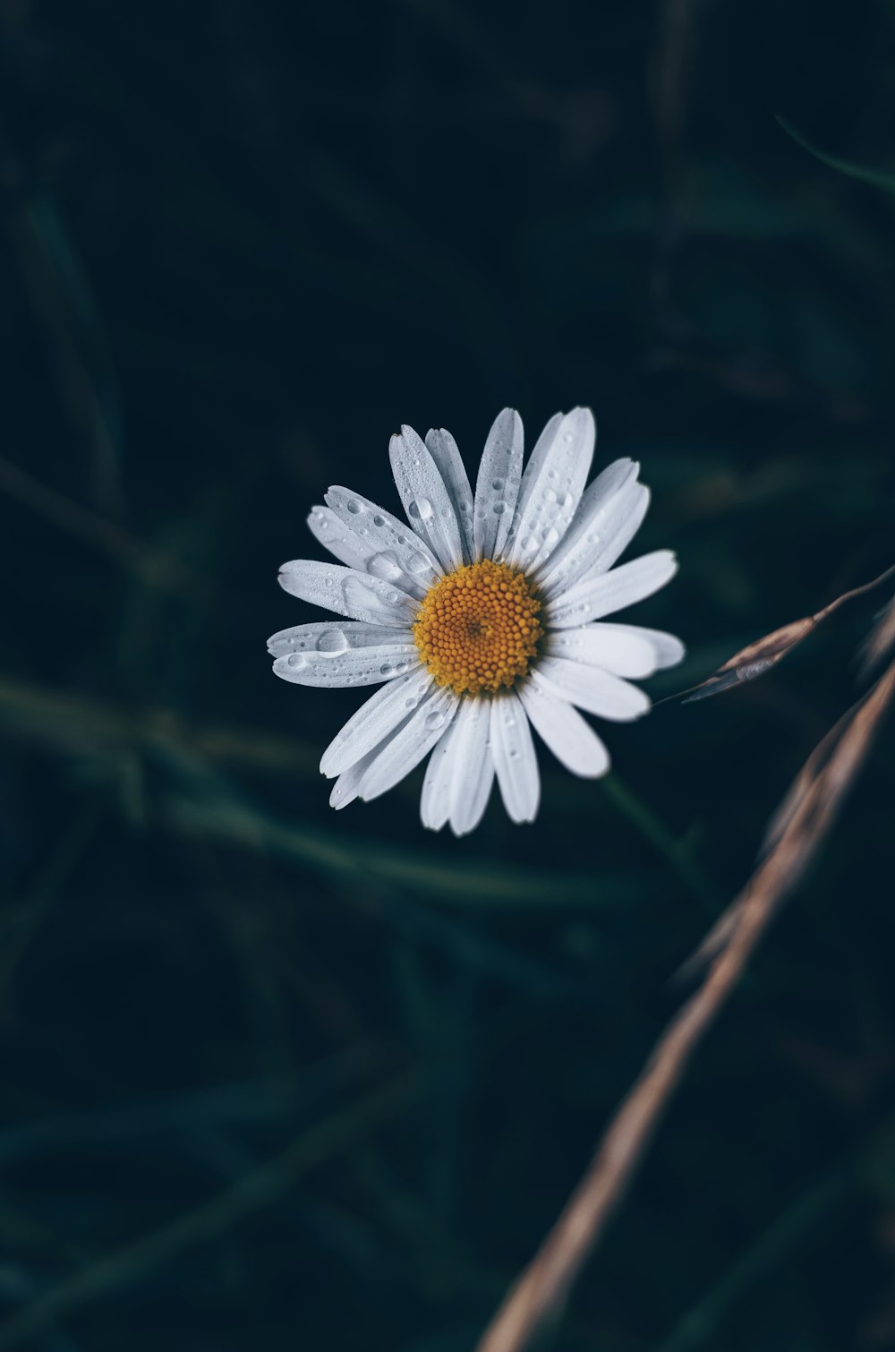 macro photography of water drops on white daisy flower