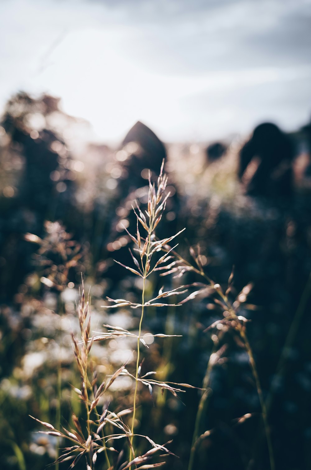 a close up of a plant with a sky in the background