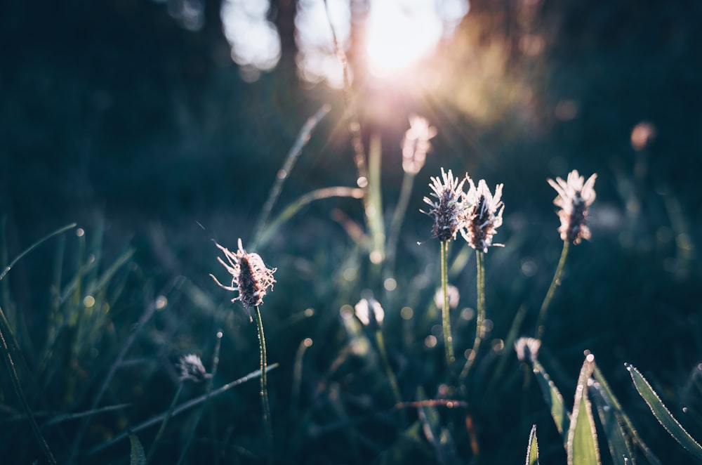 petaled flowers at daytime