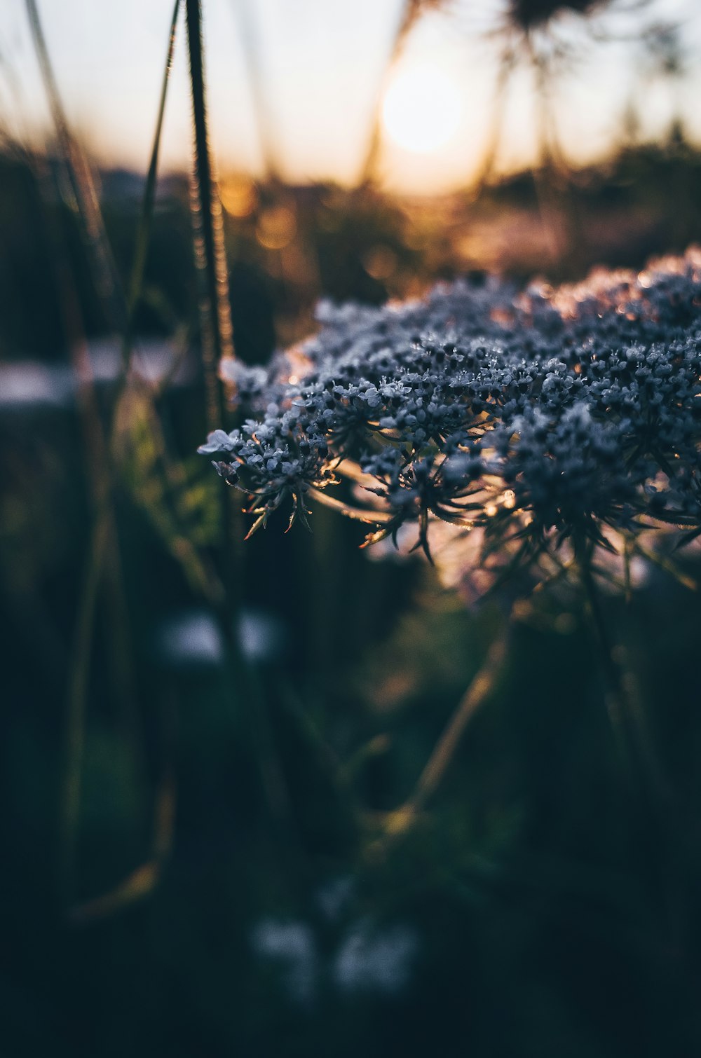 gray petaled flower