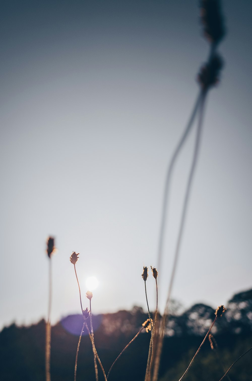 the sun shines brightly through the tall grass