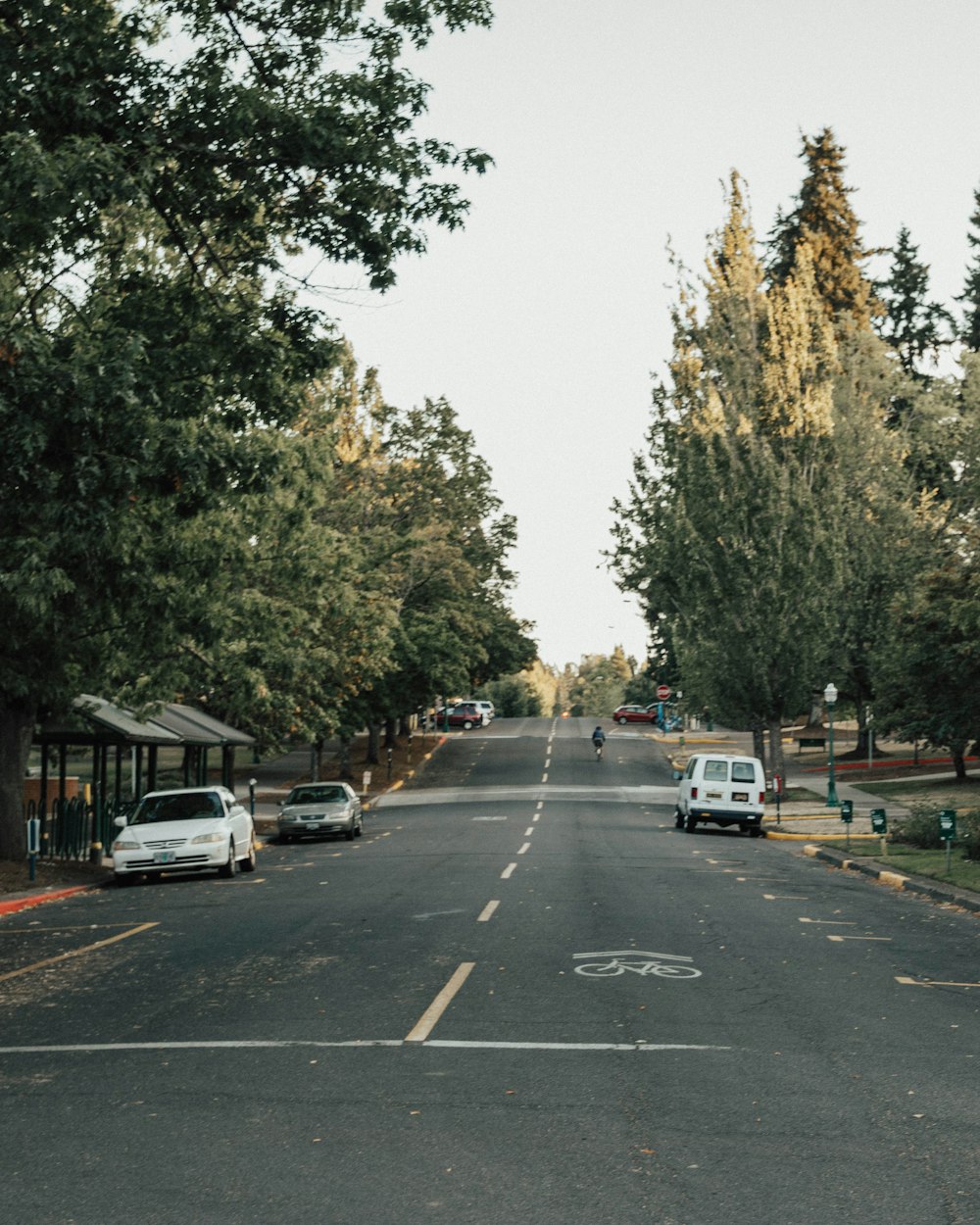 black concrete road between green trees at daytime