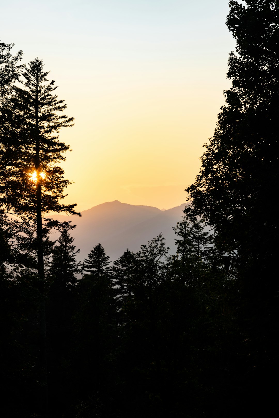 silhouette photography of trees