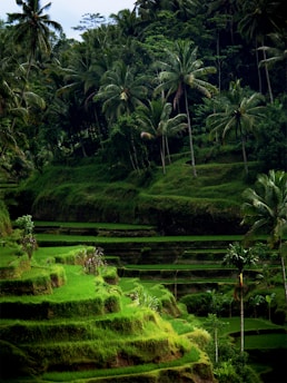 rice terraces and green trees during daytime