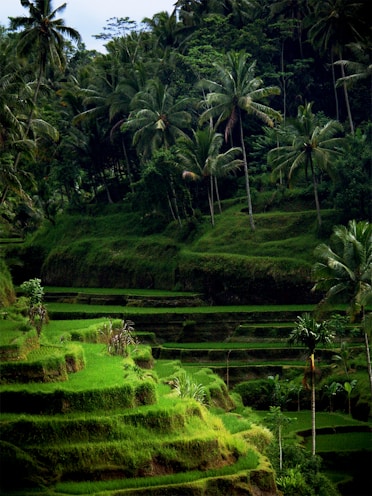 rice terraces and green trees during daytime