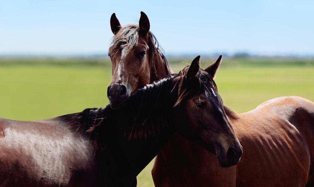 selective focus photography of two brown horses on green field during daytime