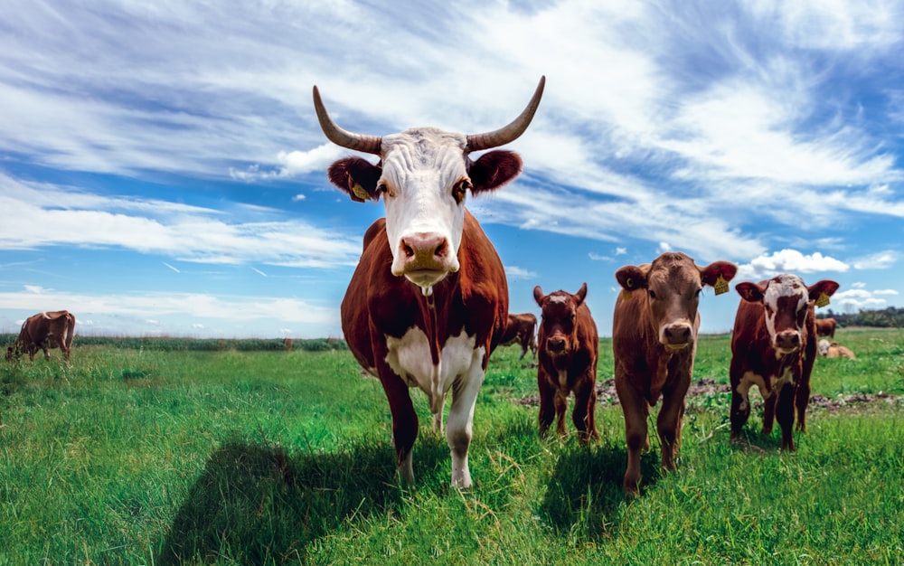 herd of cows on grassland during daytime