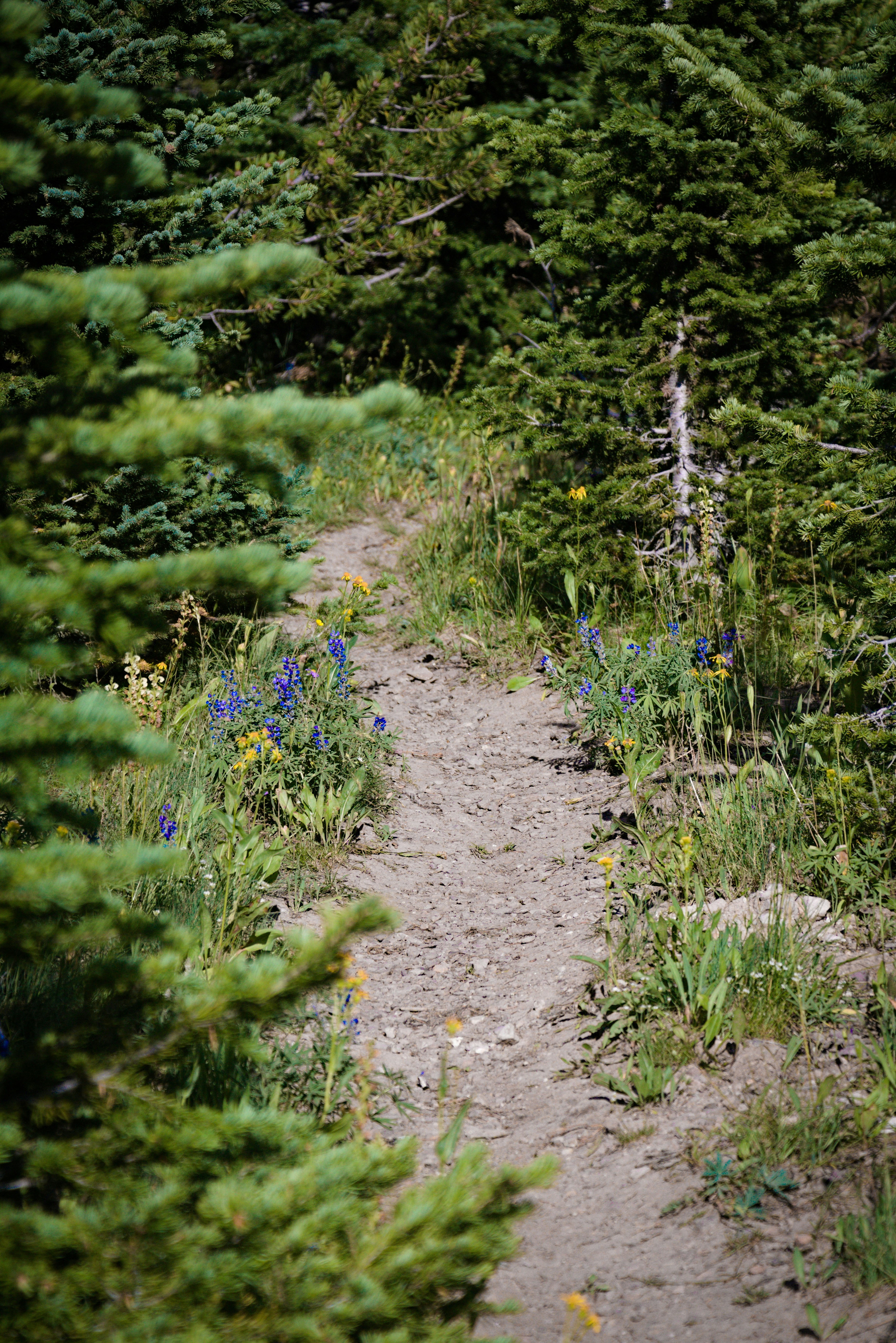 green tress and plants at daytime