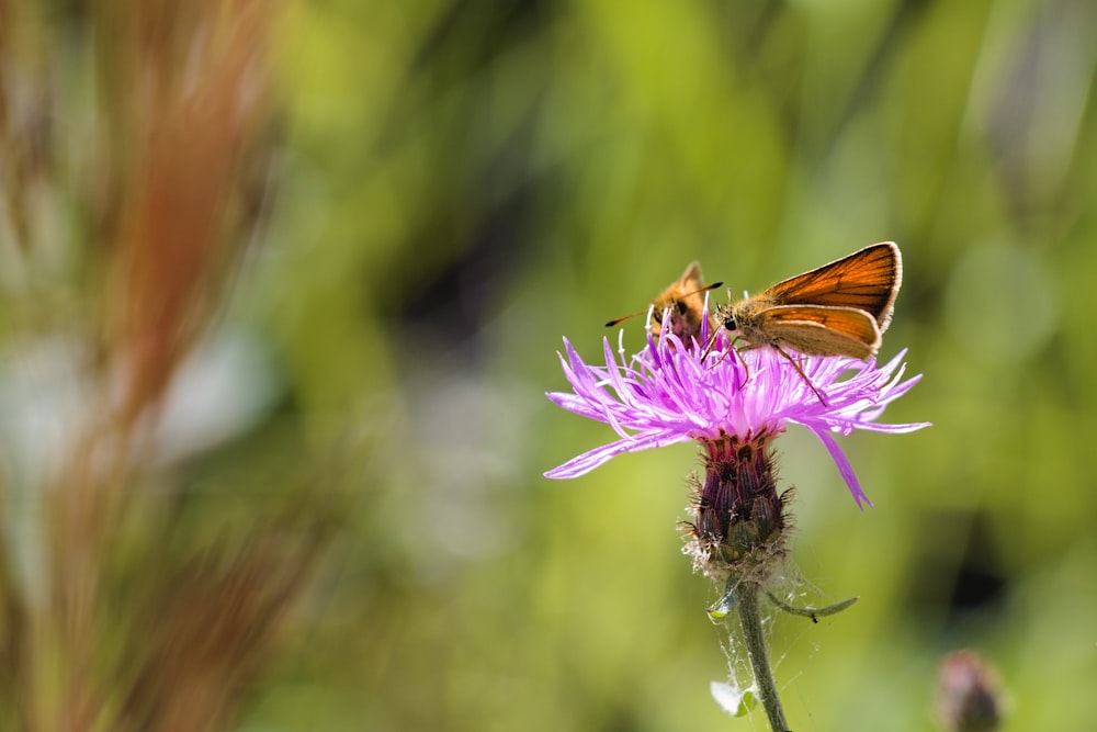 brown butterfly perch on pink petaled flower