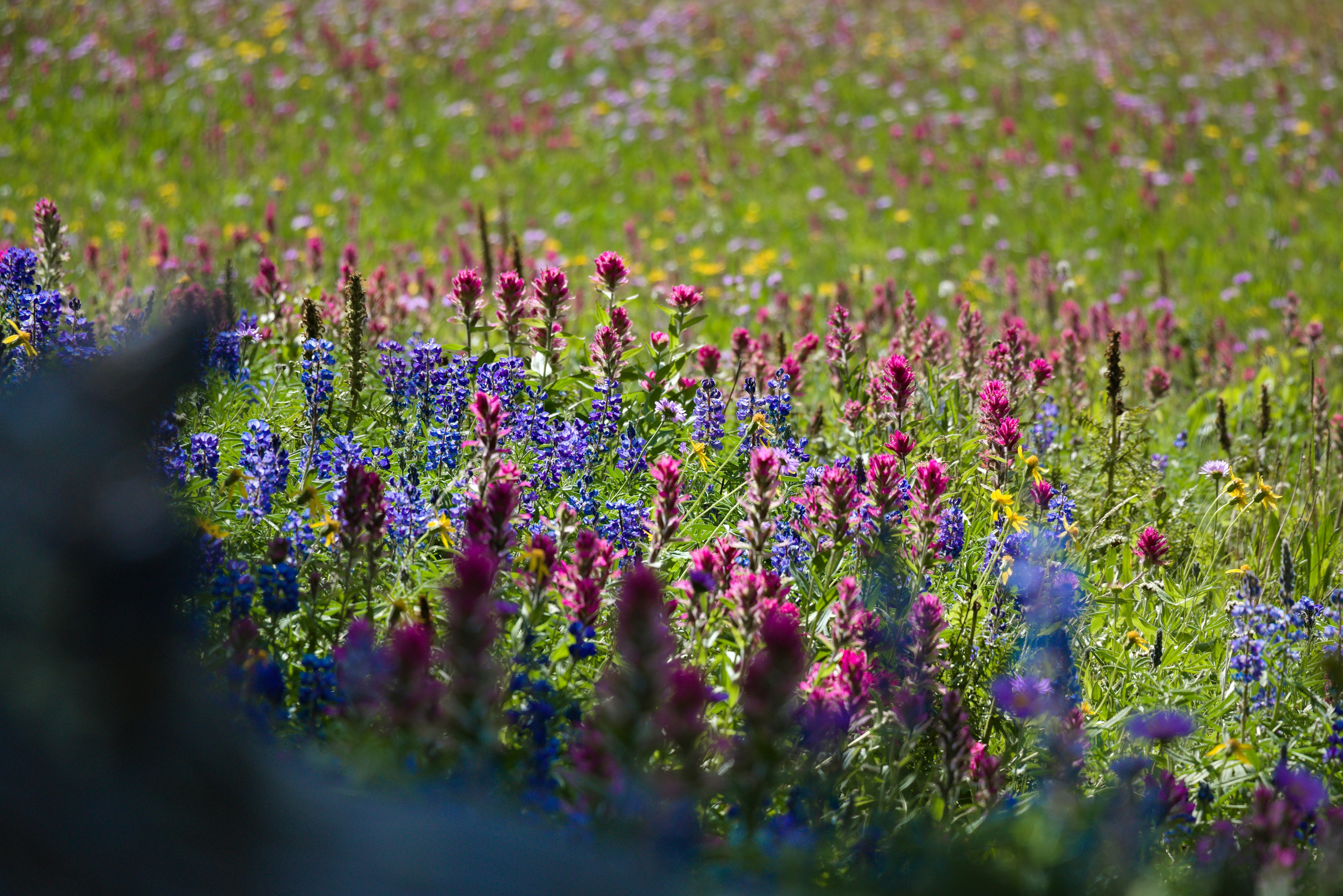pink and purple flower field at daytime