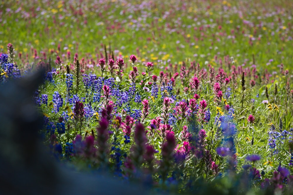 pink and purple flower field at daytime
