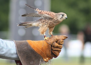 brown bird perch in human's hand