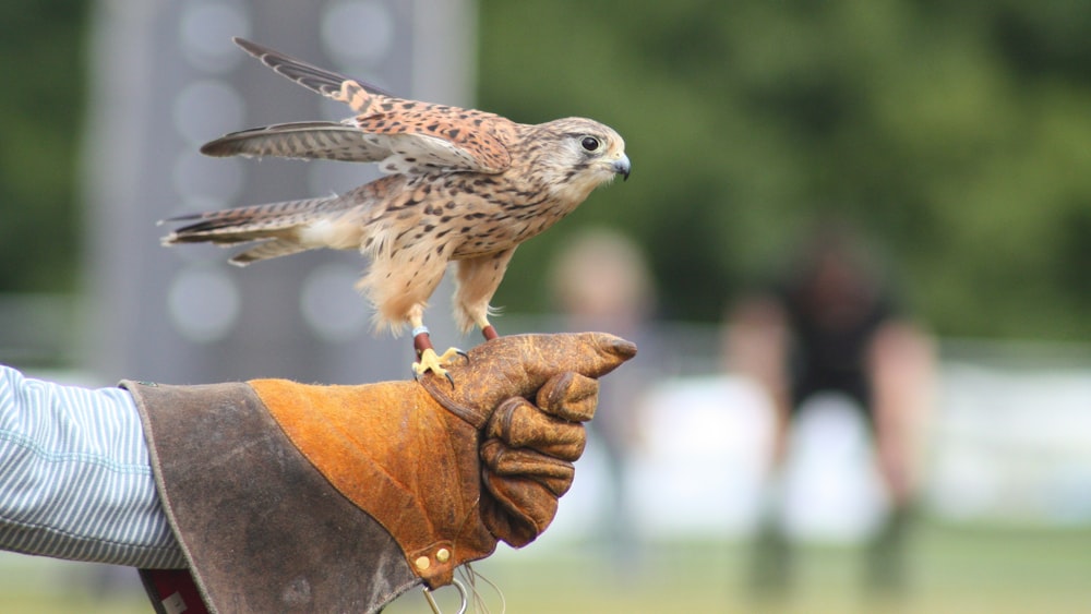 brown bird perch in human's hand