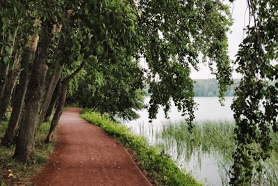 A serene lakeside trail with a veteran walking contemplatively among tall trees.