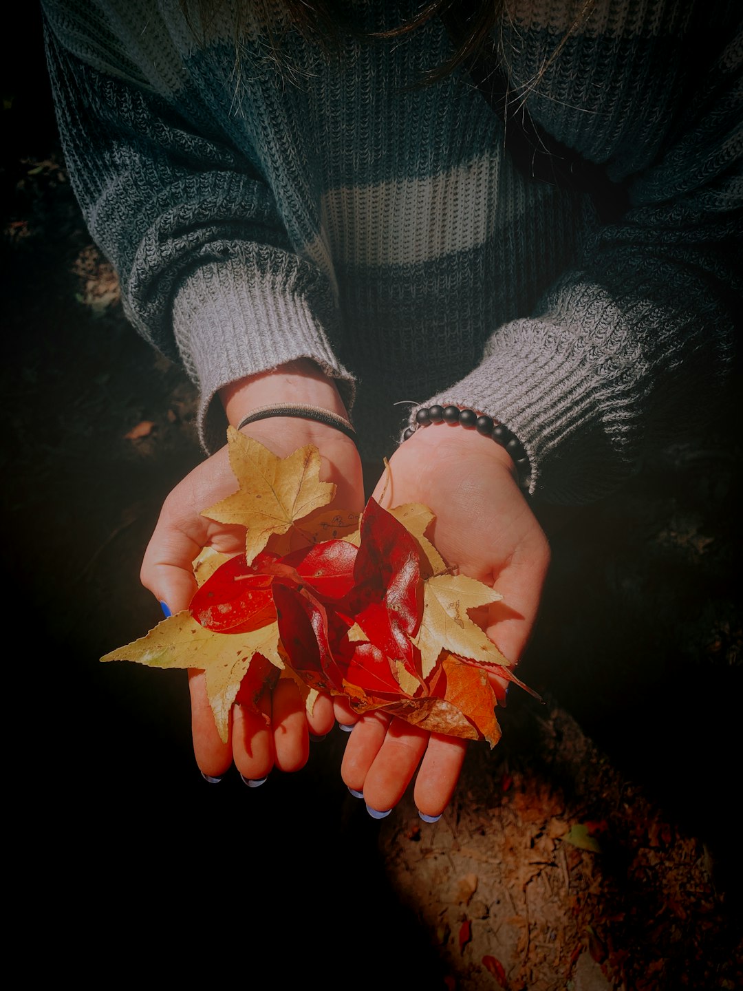 person holding brown and red leaves