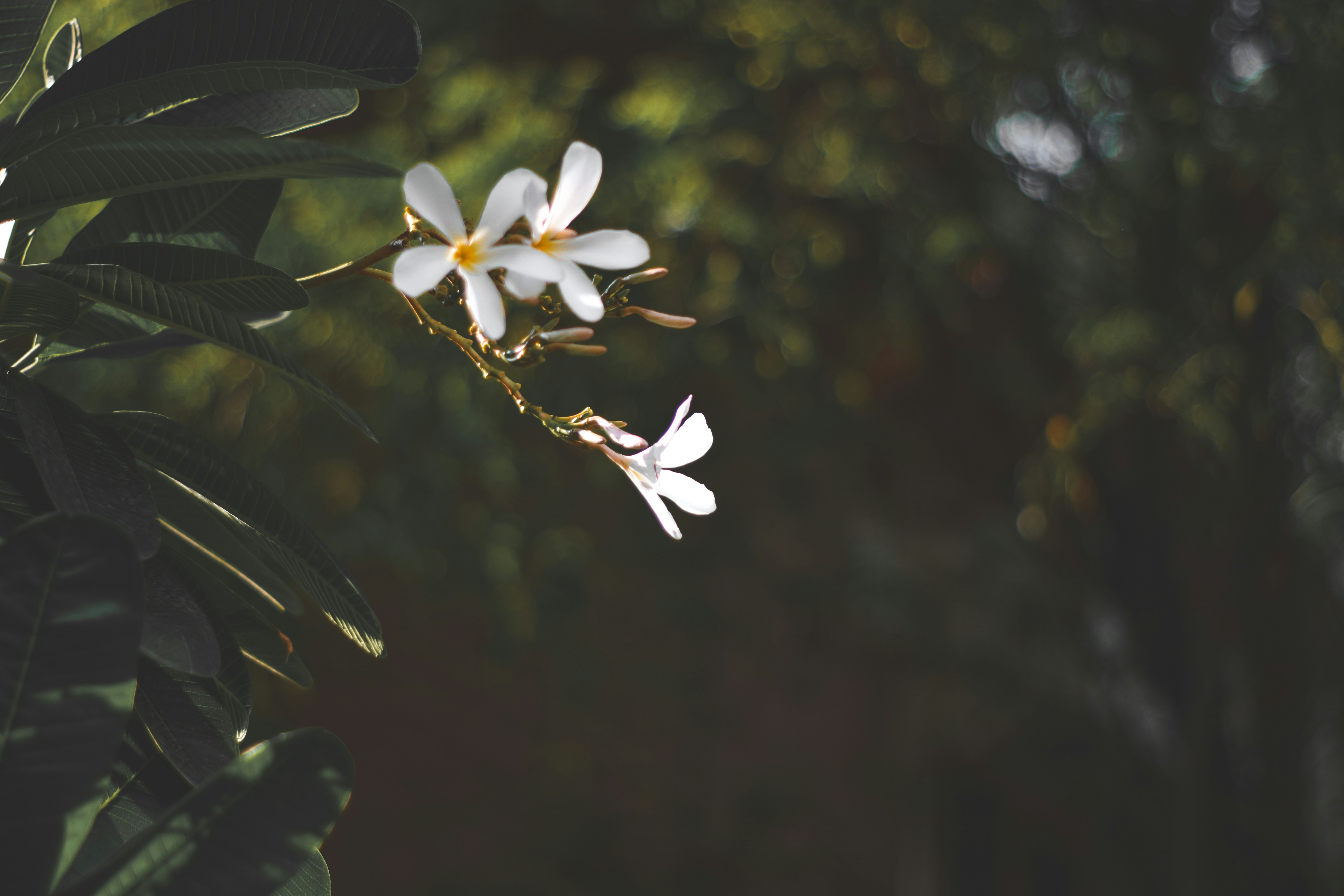 focus photography of white petaled flowers