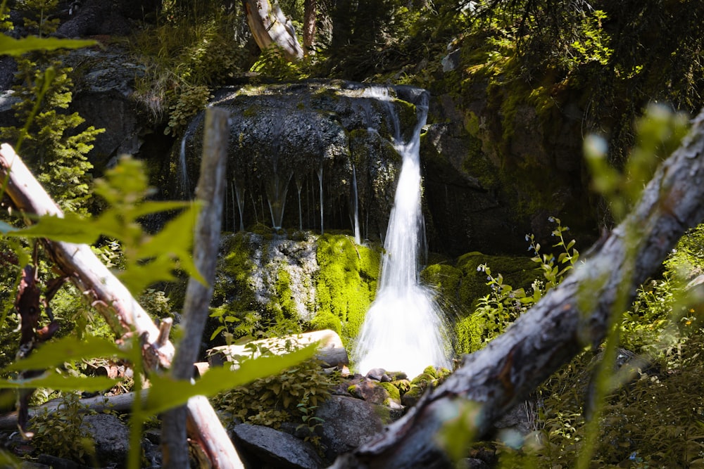 waterfalls near trees